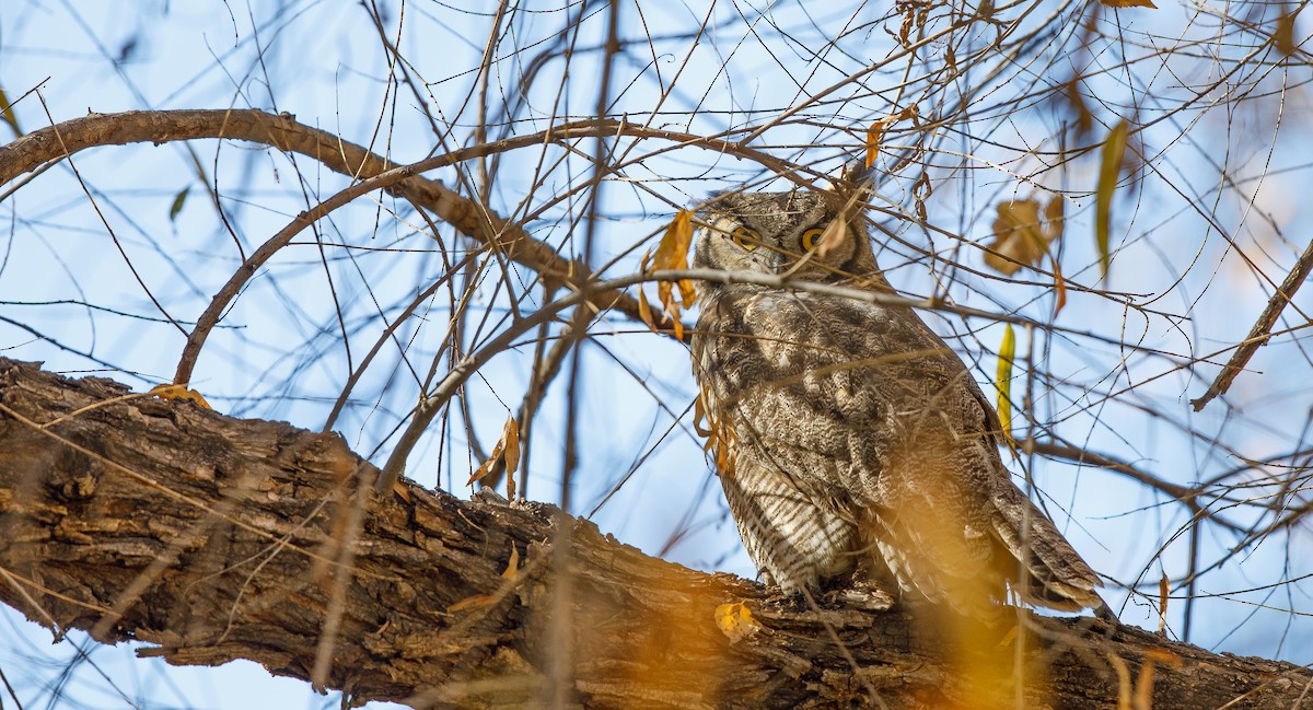 Great Horned Owl - ML627608595