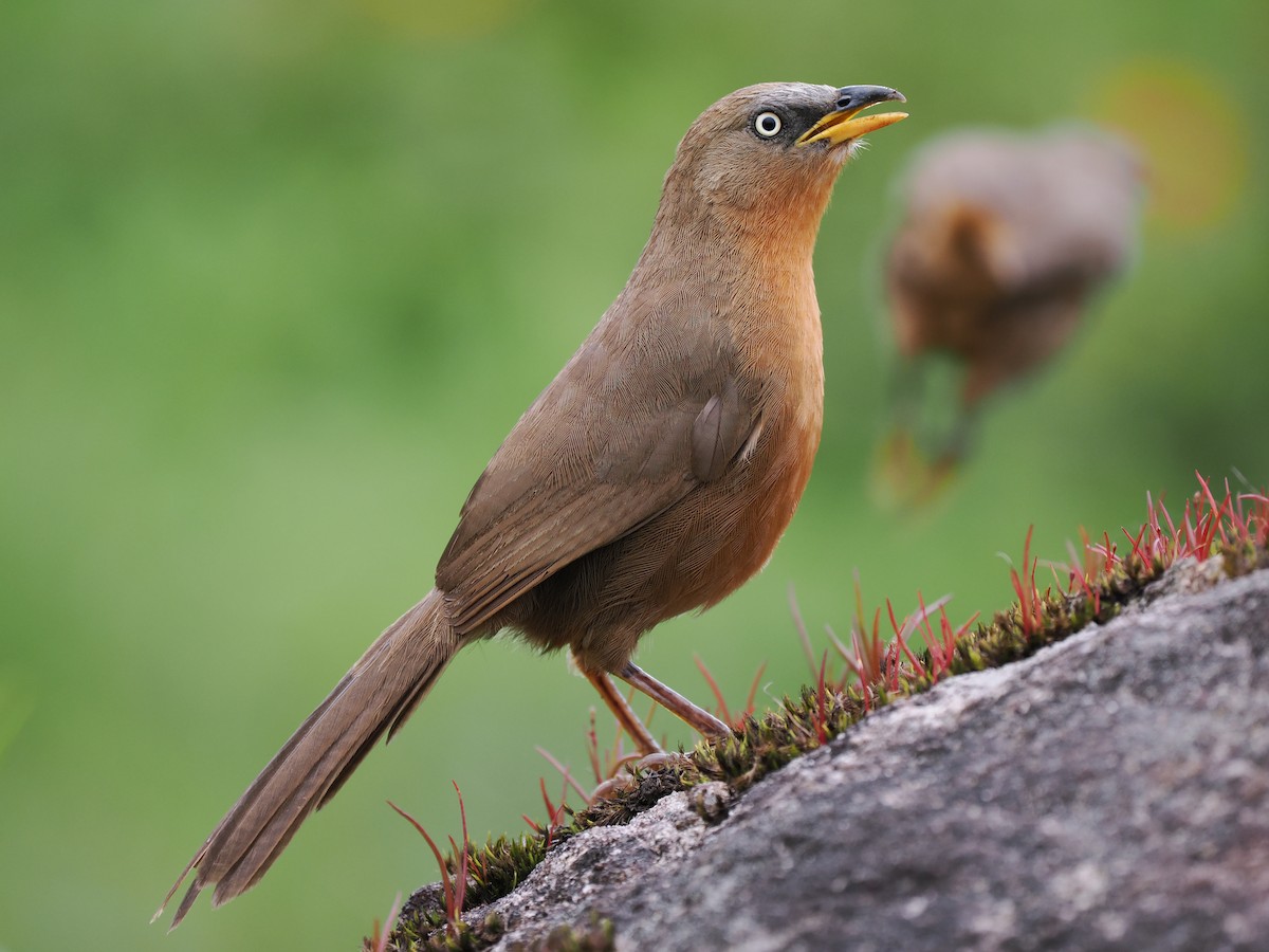 Rufous Babbler - ML627608596