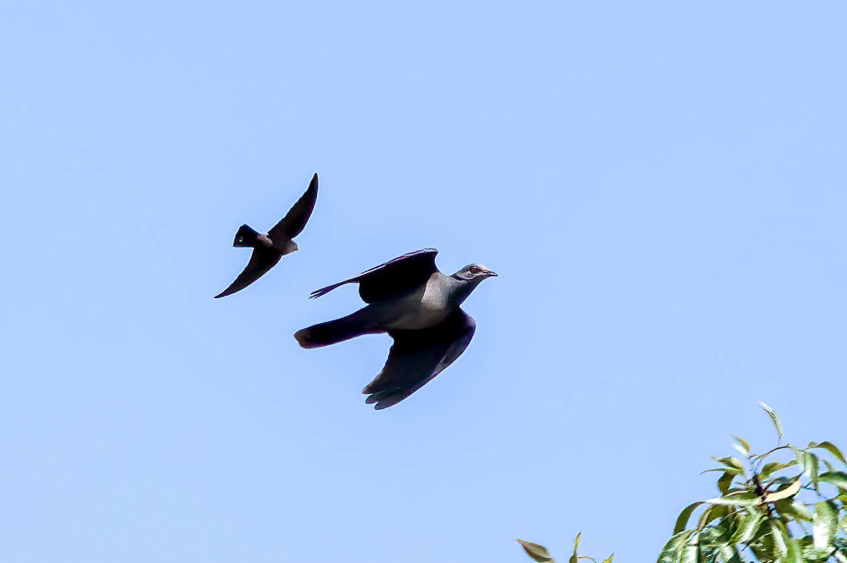 Red-eyed Dove - ML627608607