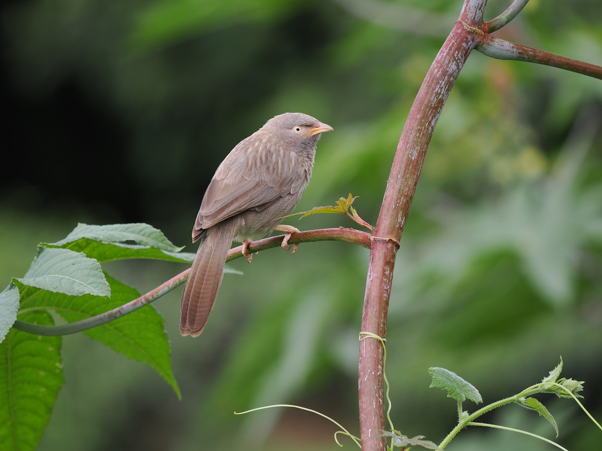 Jungle Babbler - ML627608608