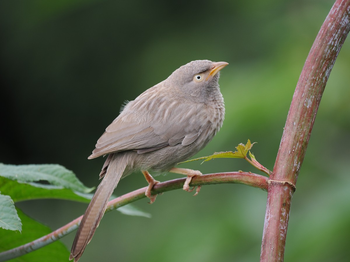 Jungle Babbler - ML627608609