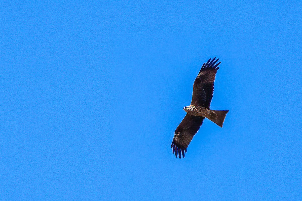 Black Kite (Yellow-billed) - ML627608612