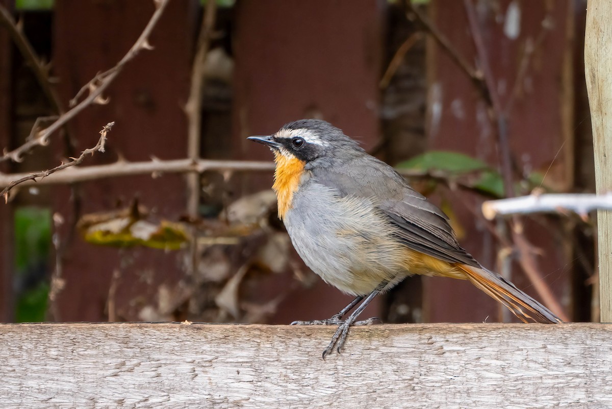 Cape Robin-Chat - ML627608617