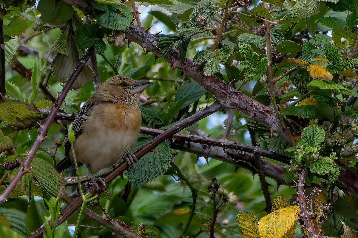 Chestnut Weaver - ML627608635