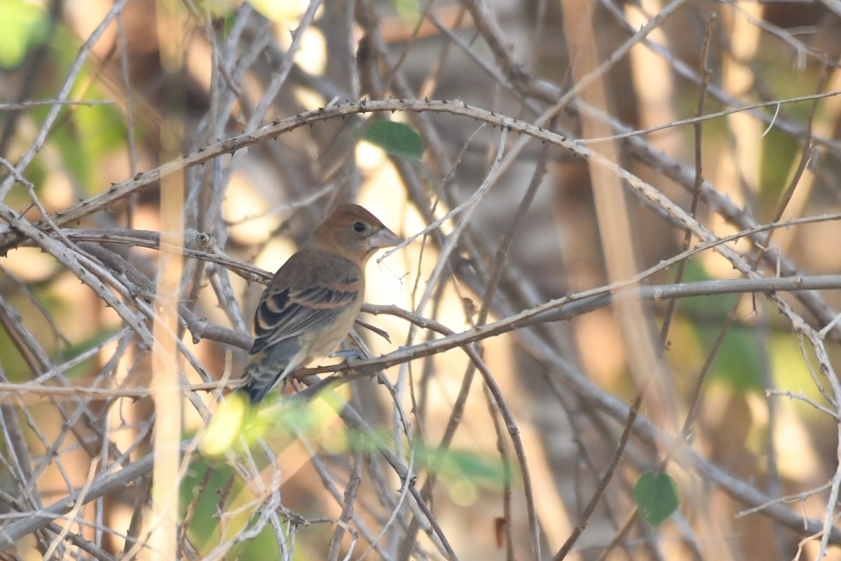 Blue Grosbeak - ML627608724