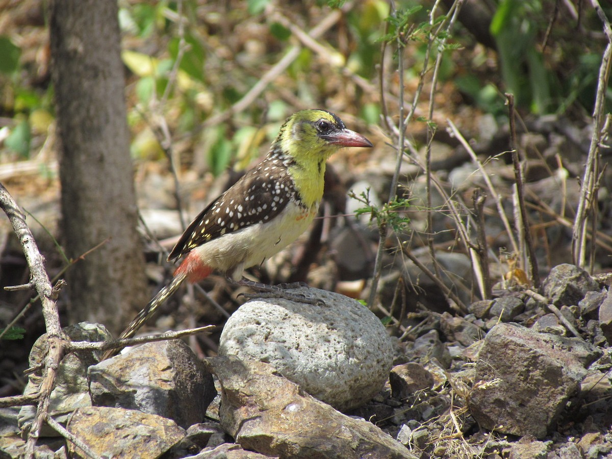 Yellow-breasted Barbet - ML627608815