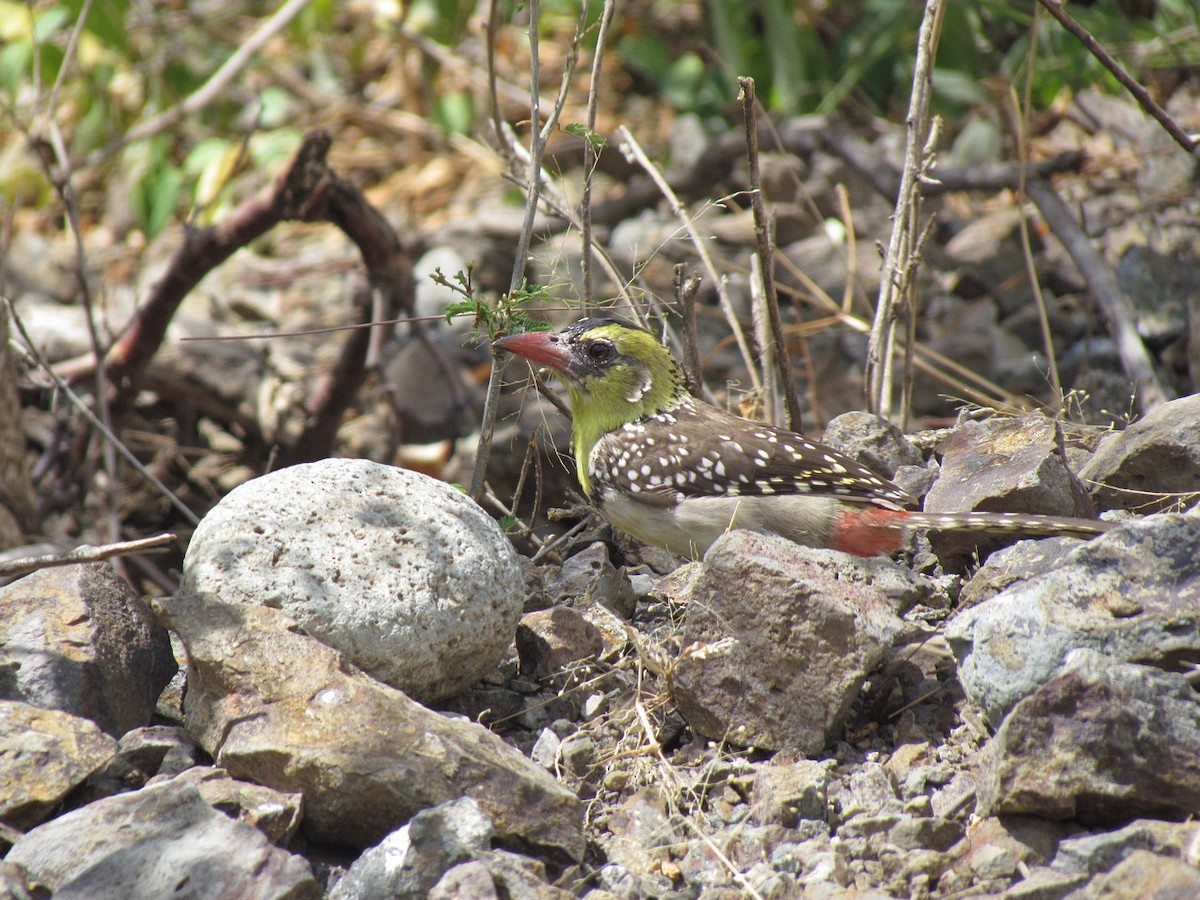 Yellow-breasted Barbet - ML627608817