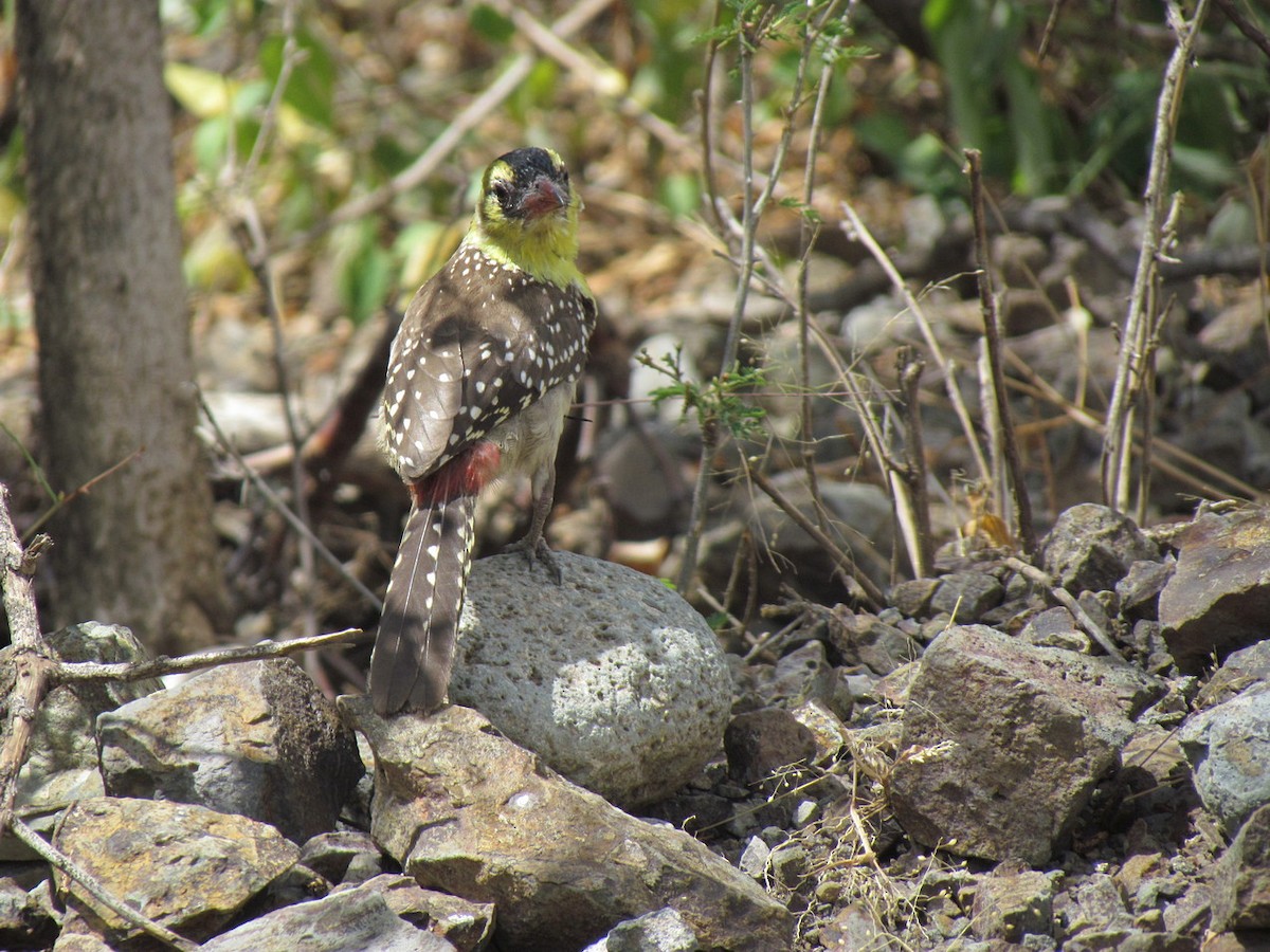 Yellow-breasted Barbet - ML627608818