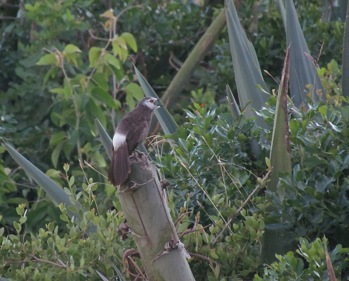 White-rumped Babbler - ML627608931