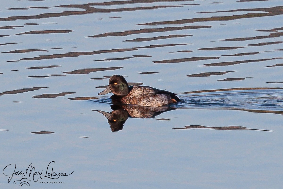 Lesser Scaup - Jesús Mari Lekuona Sánchez