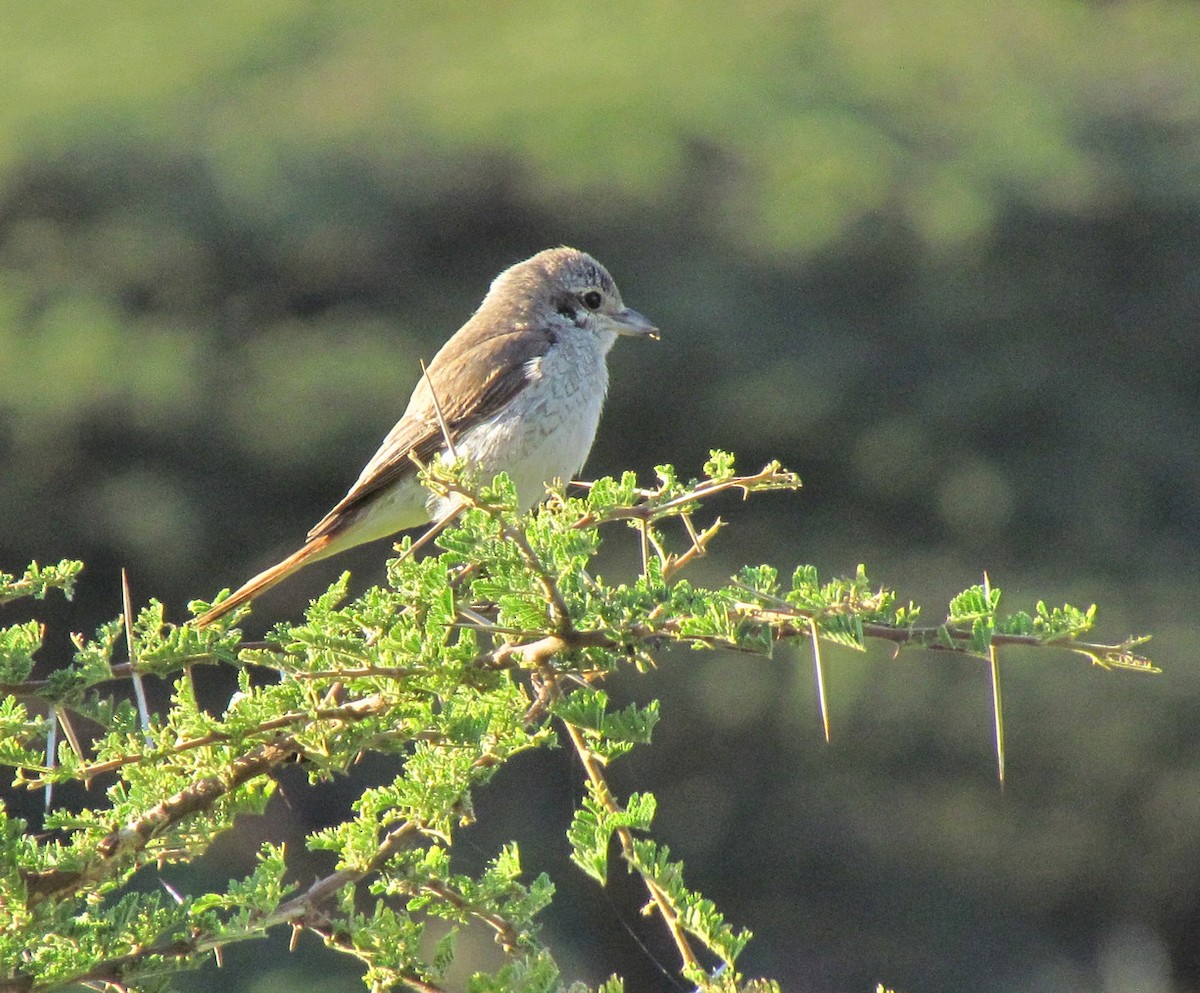 Red-tailed Shrike - ML627608954