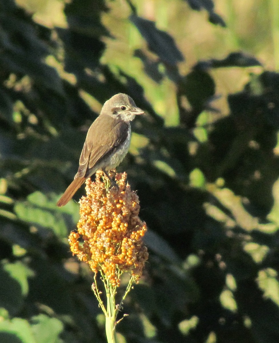 Red-tailed Shrike - ML627608955