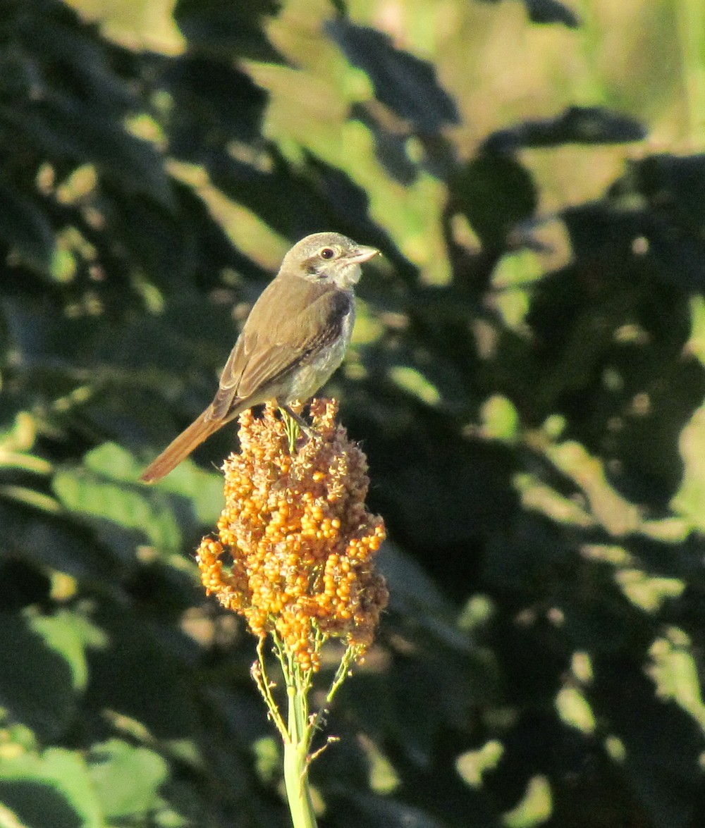 Red-tailed Shrike - ML627608956