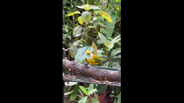 Silver-throated Tanager - ML627609051