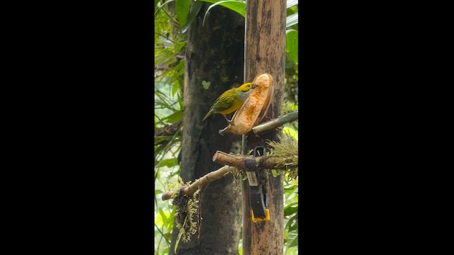Silver-throated Tanager - ML627609052