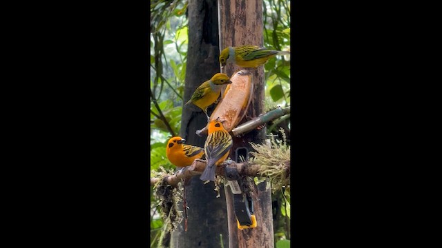 Silver-throated Tanager - ML627609054