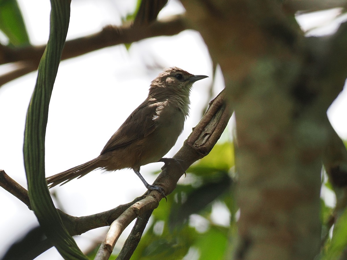 Rufous-fronted Thornbird - ML627609059