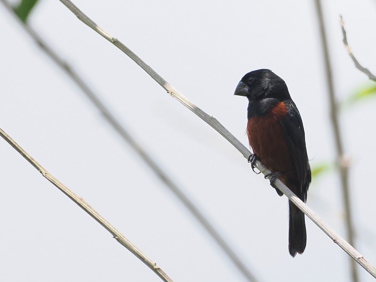 Chestnut-bellied Seed-Finch - ML627609073