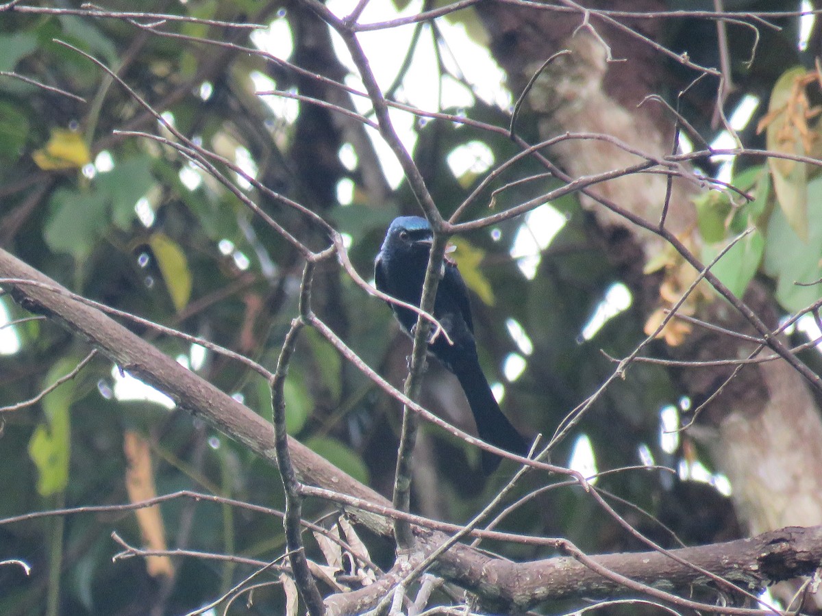 bronsedrongo - ML627609142