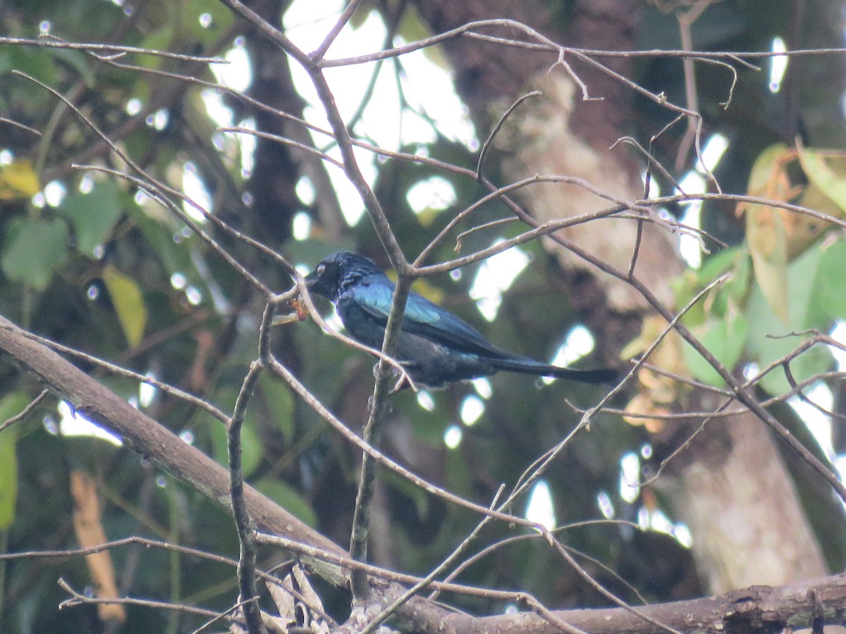 bronsedrongo - ML627609143