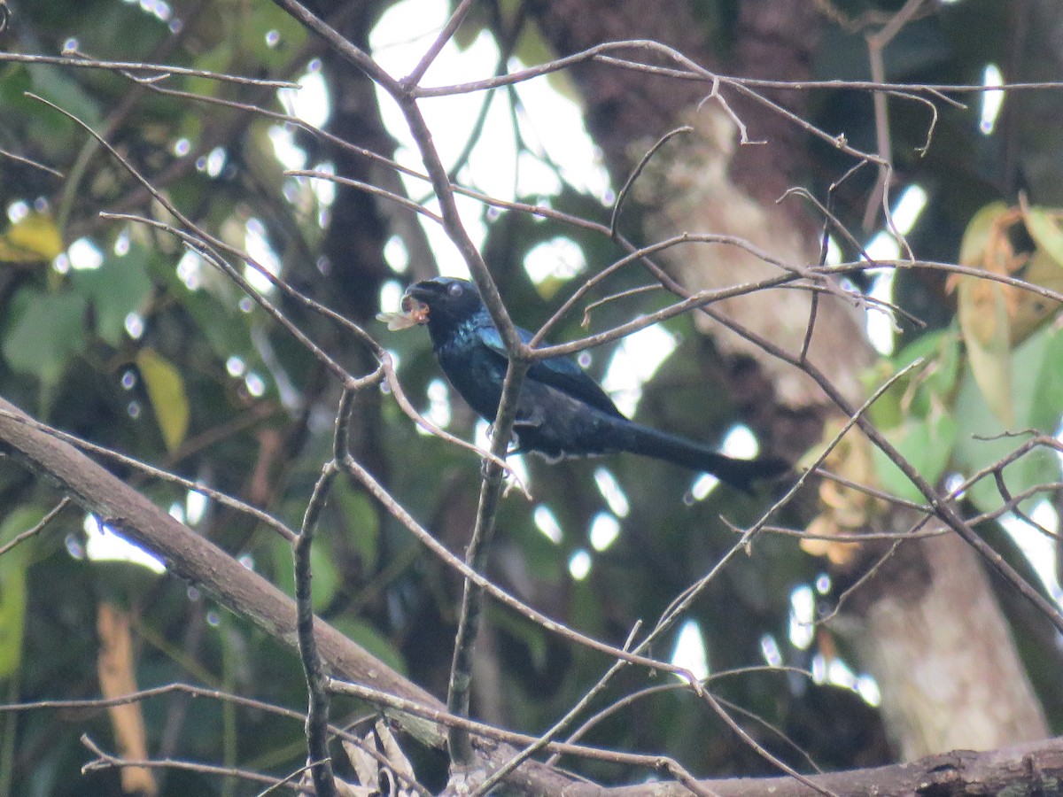 bronsedrongo - ML627609144