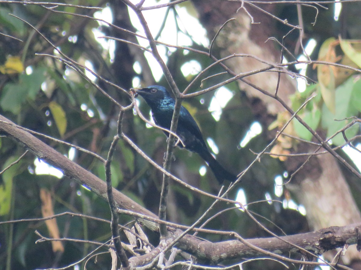 bronsedrongo - ML627609145