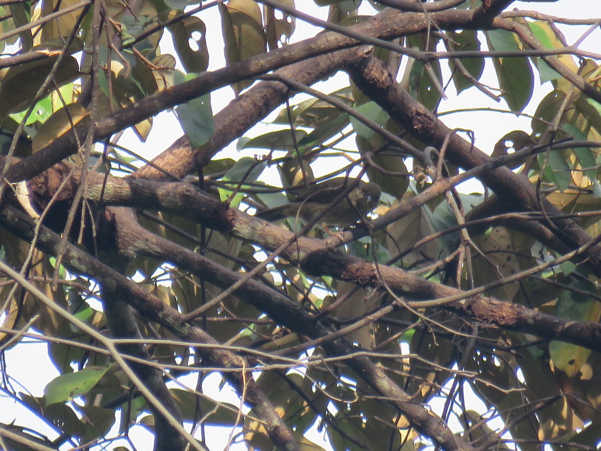 Streaked Bulbul - Natalia Rojas Estévez