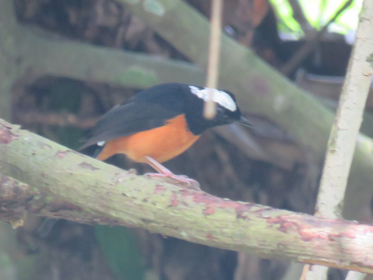 White-crowned Shama - ML627609187