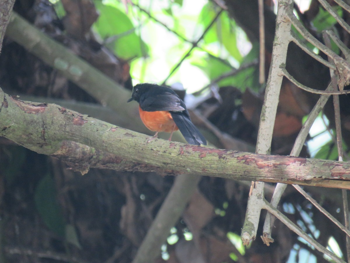 White-crowned Shama - ML627609188