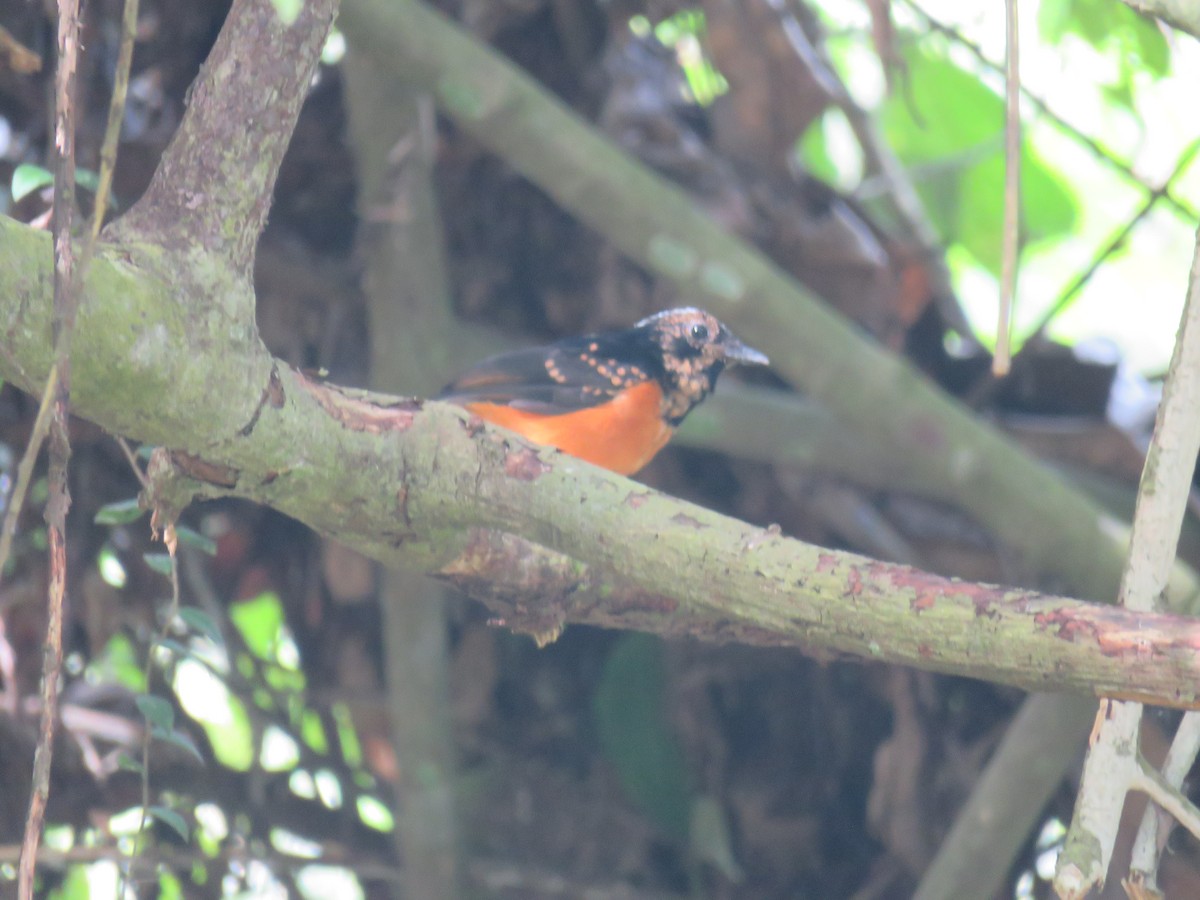 White-crowned Shama - ML627609189