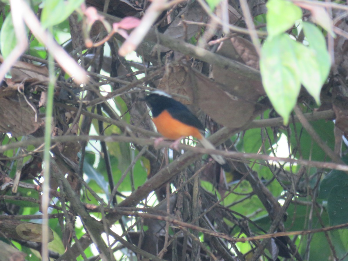 White-crowned Shama - ML627609191