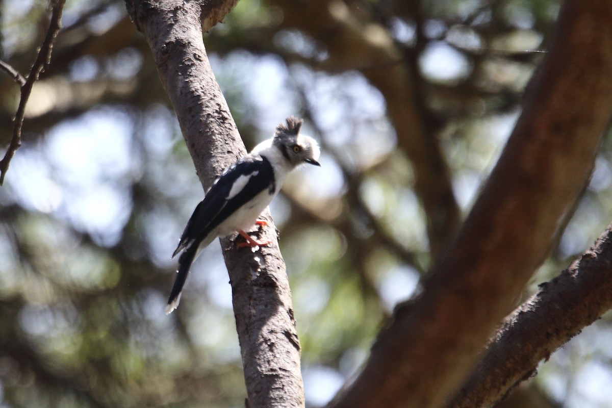 Gray-crested Helmetshrike - ML627609205