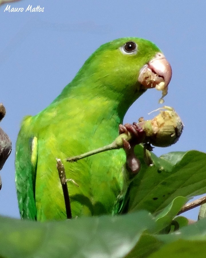 Plain Parakeet - ML627609214