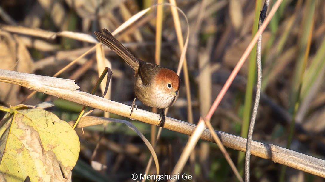 Eye-ringed Parrotbill - ML627609236