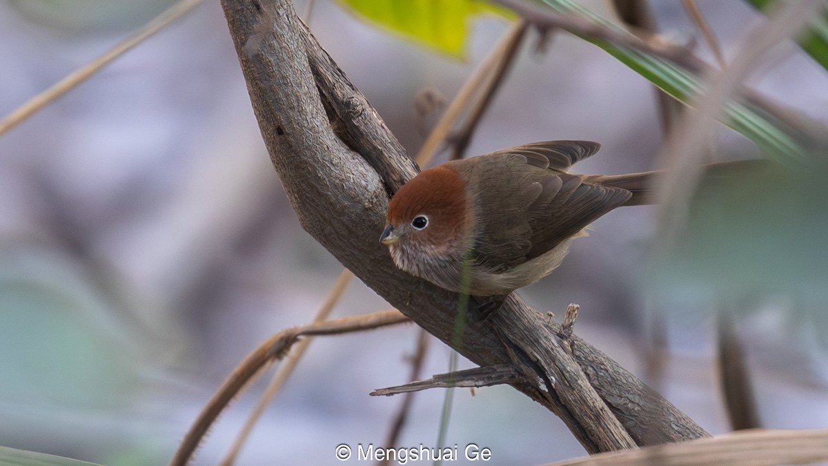 Eye-ringed Parrotbill - ML627609237