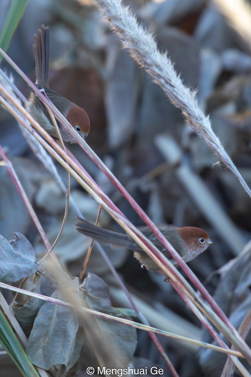 Eye-ringed Parrotbill - ML627609240