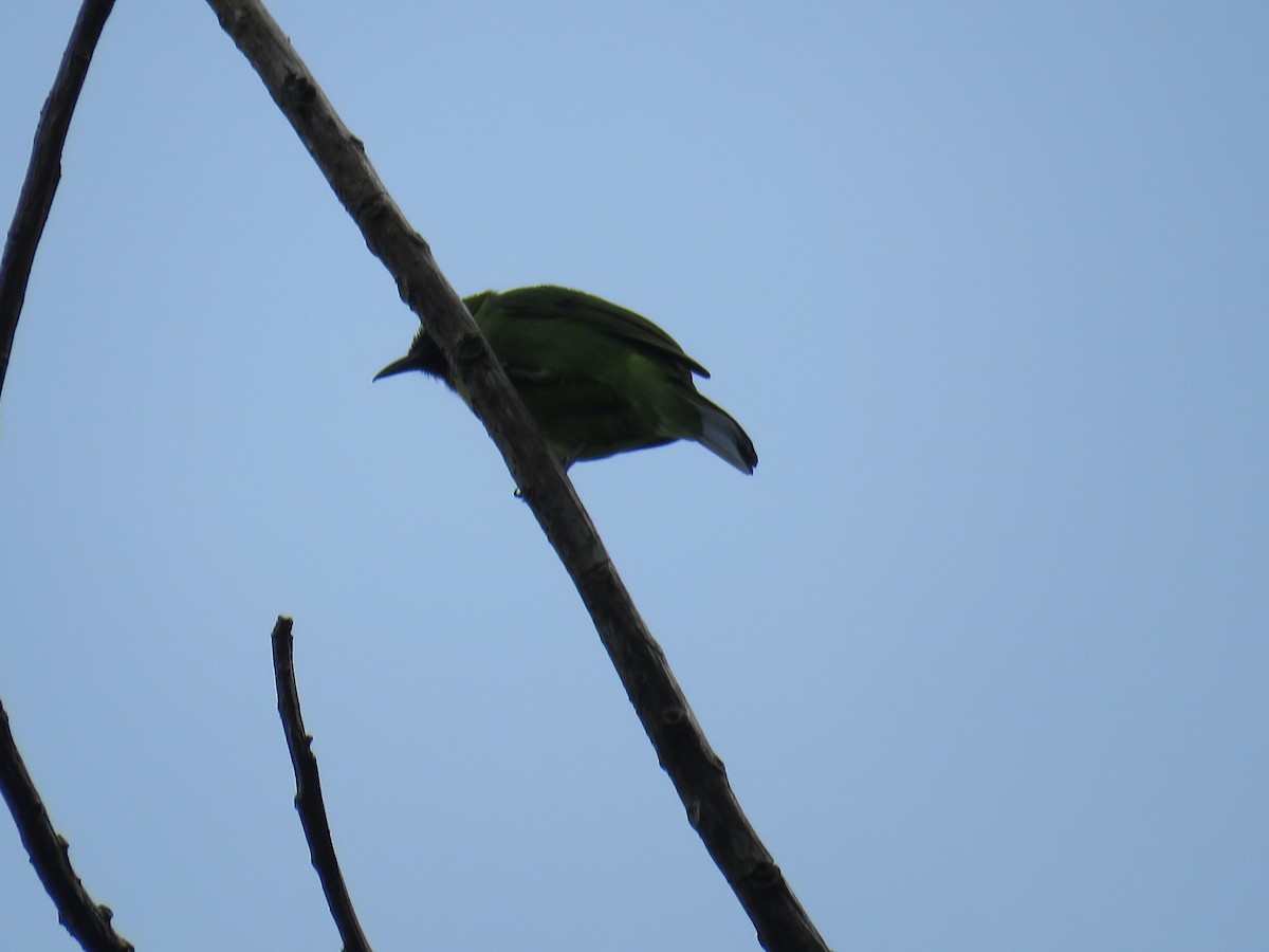 Greater Green Leafbird - ML627609244