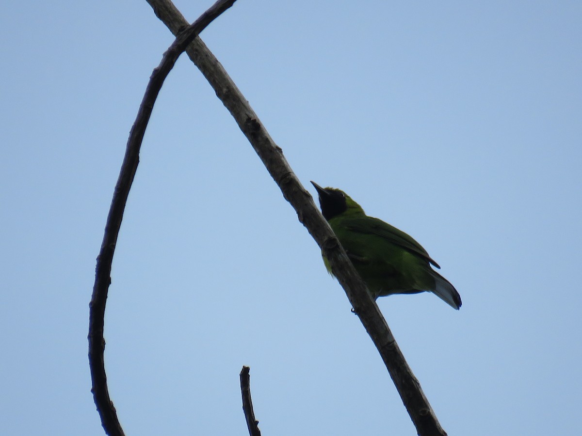 Greater Green Leafbird - ML627609245