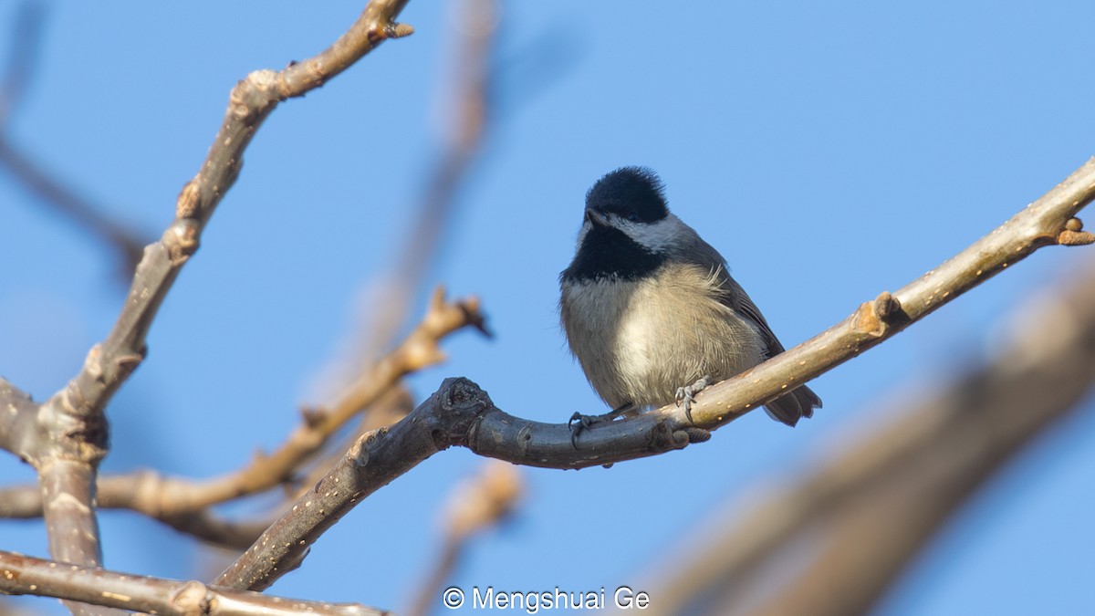 Black-bibbed Tit - ML627609298