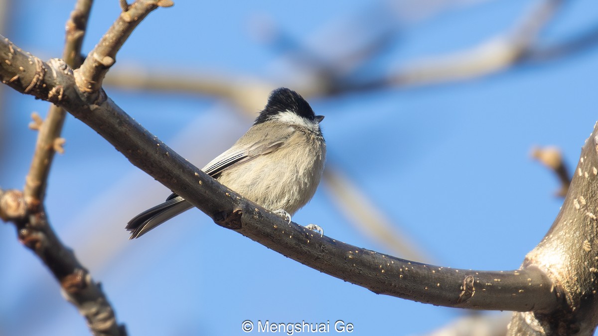Black-bibbed Tit - ML627609299