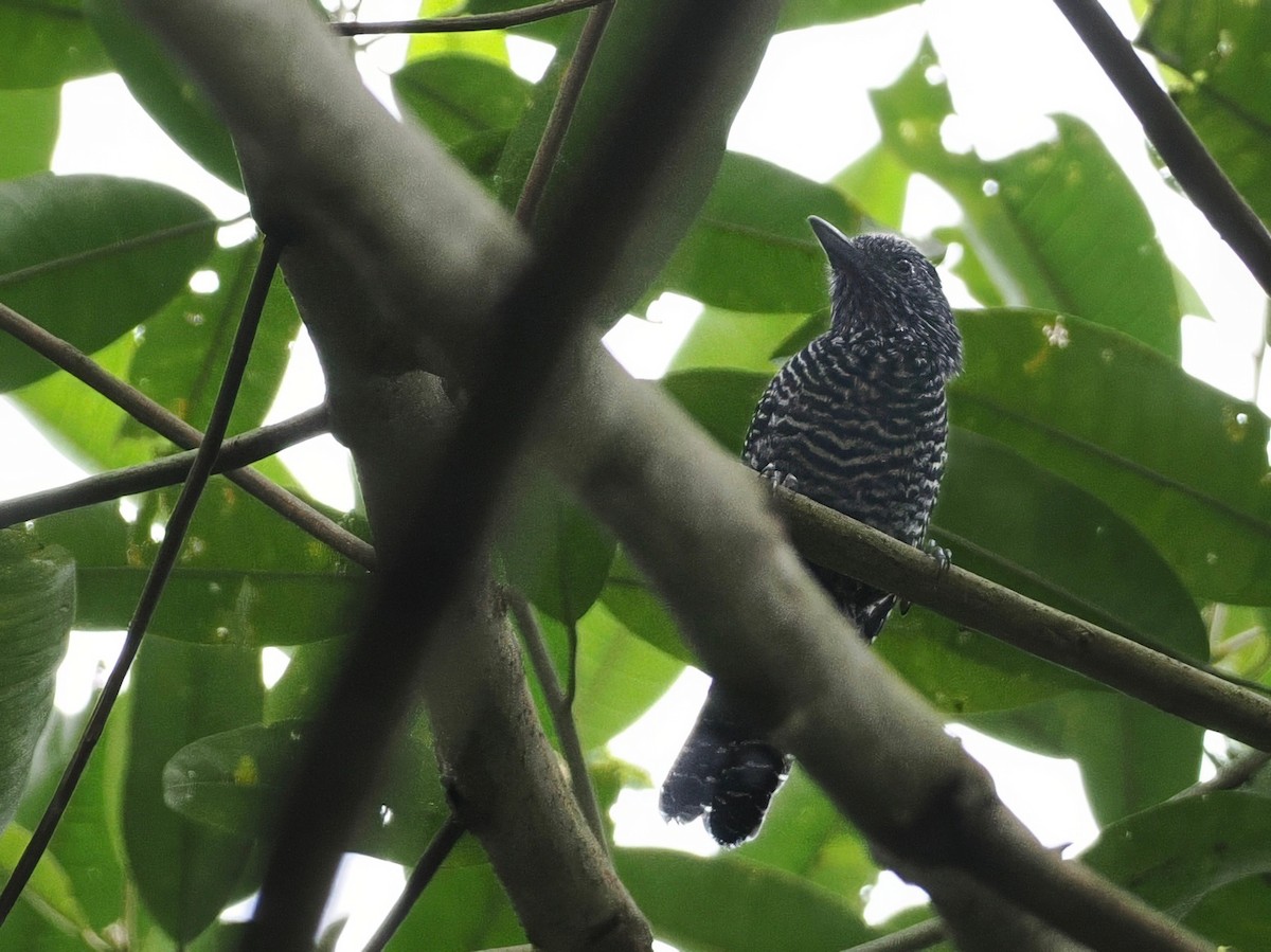 Lined Antshrike - ML627609311