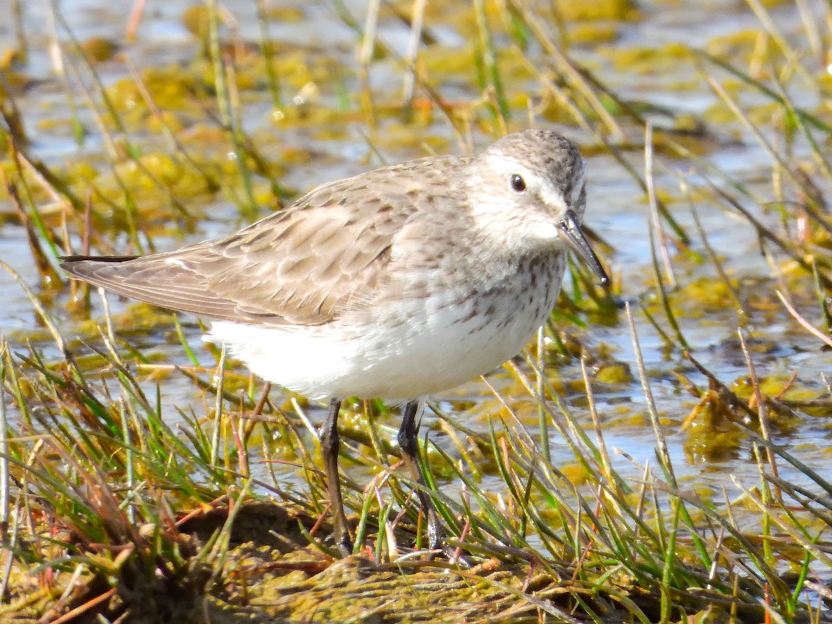 White-rumped Sandpiper - ML627609375