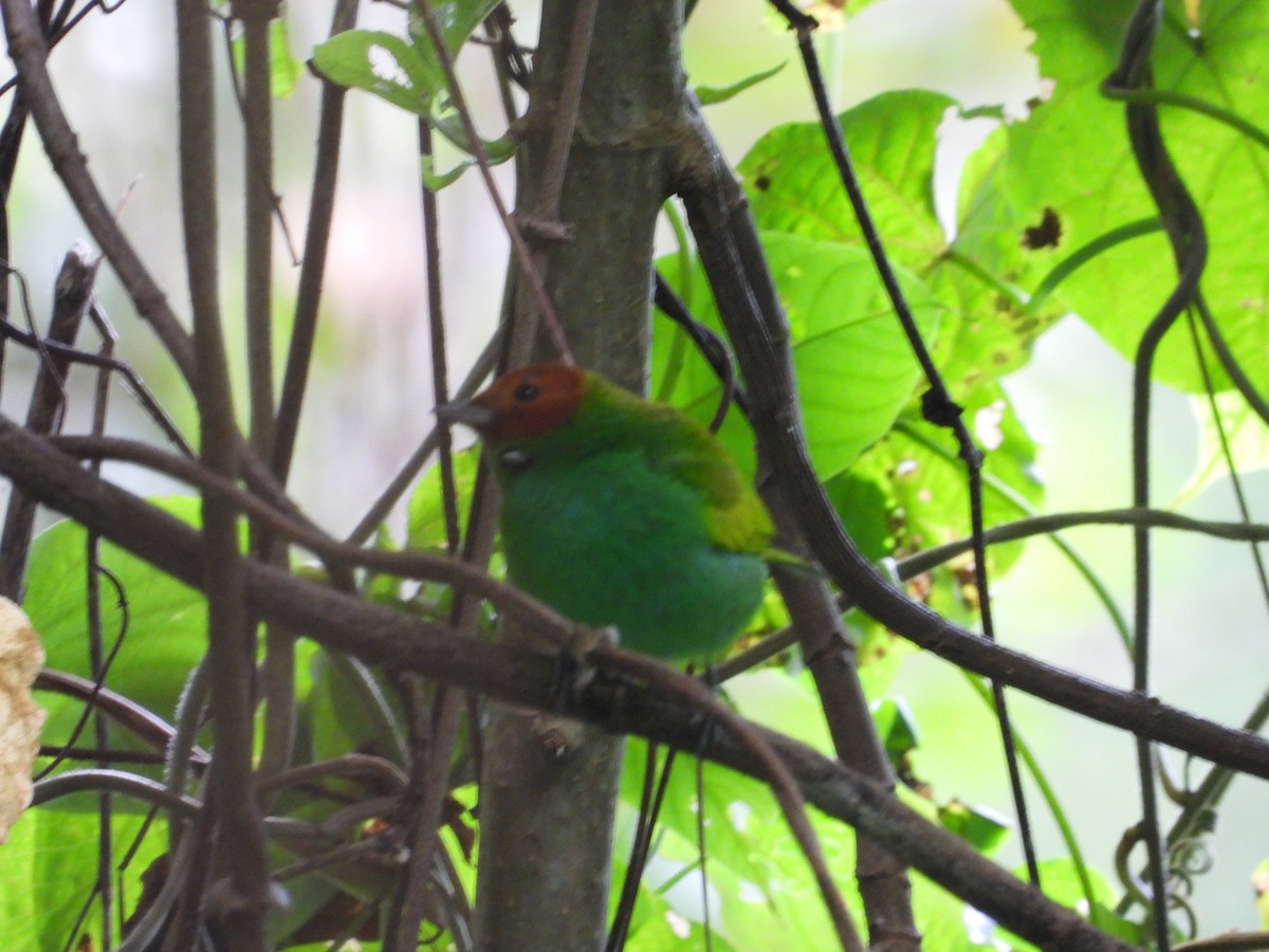 Bay-headed Tanager - ML627609387