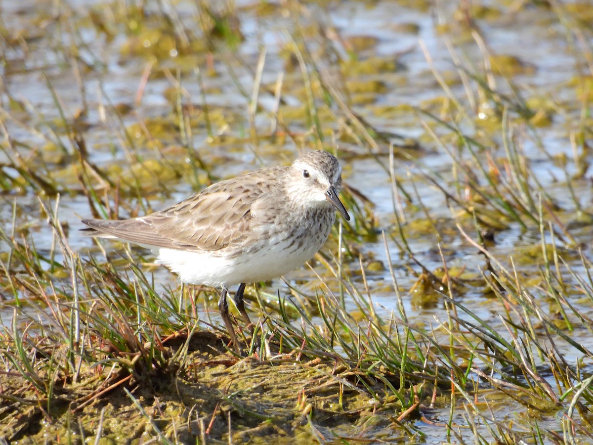 White-rumped Sandpiper - ML627609390