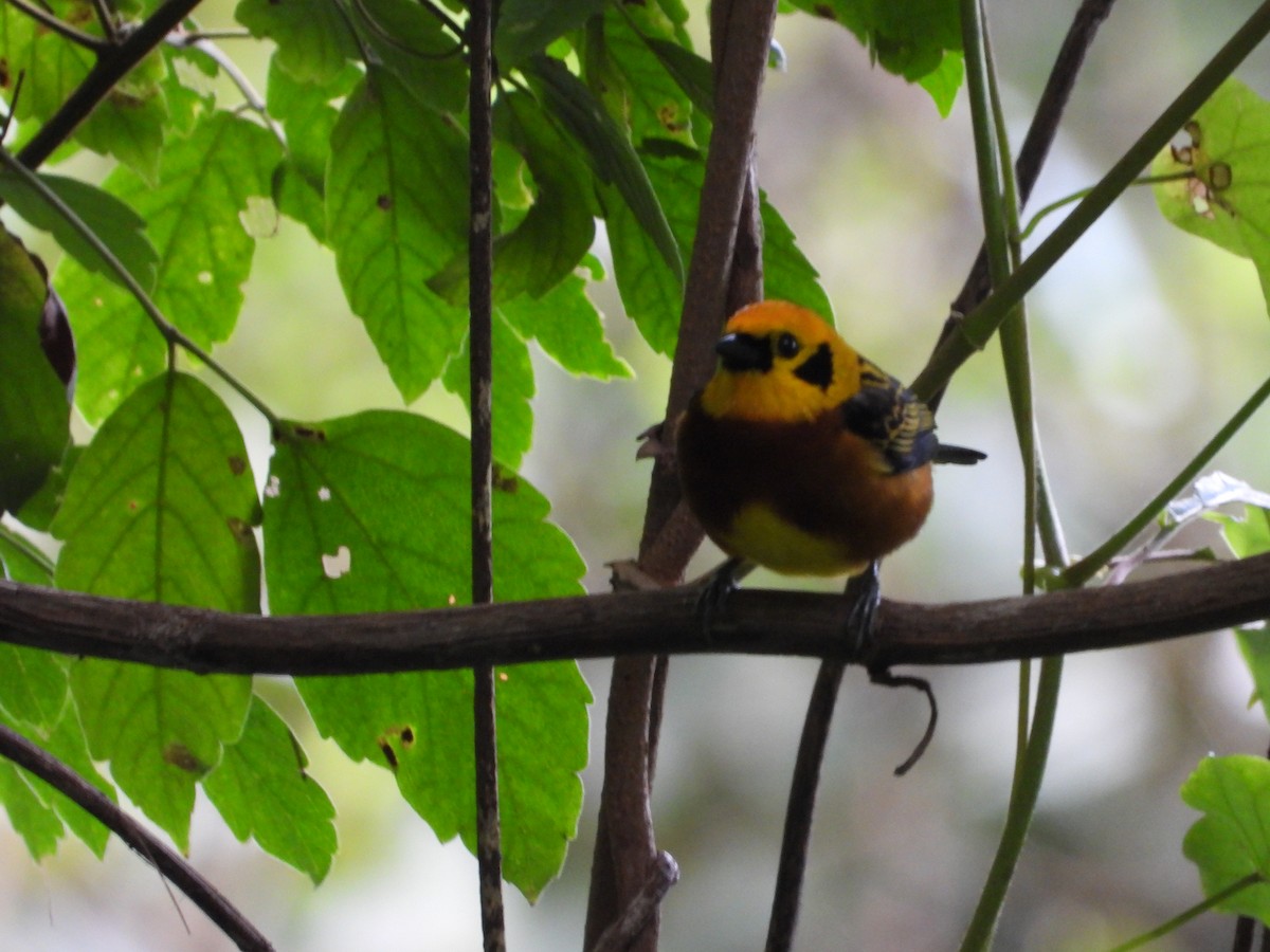 Golden Tanager - ML627609395