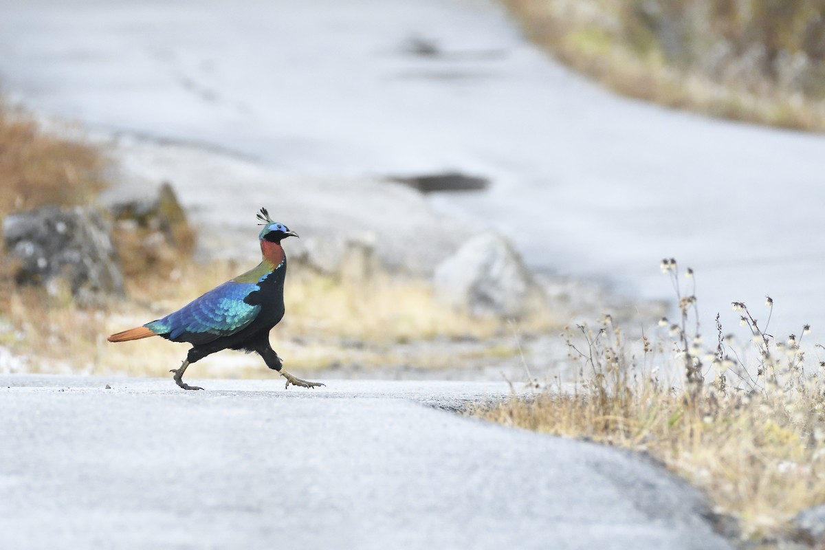 Himalayan Monal - ML627609429