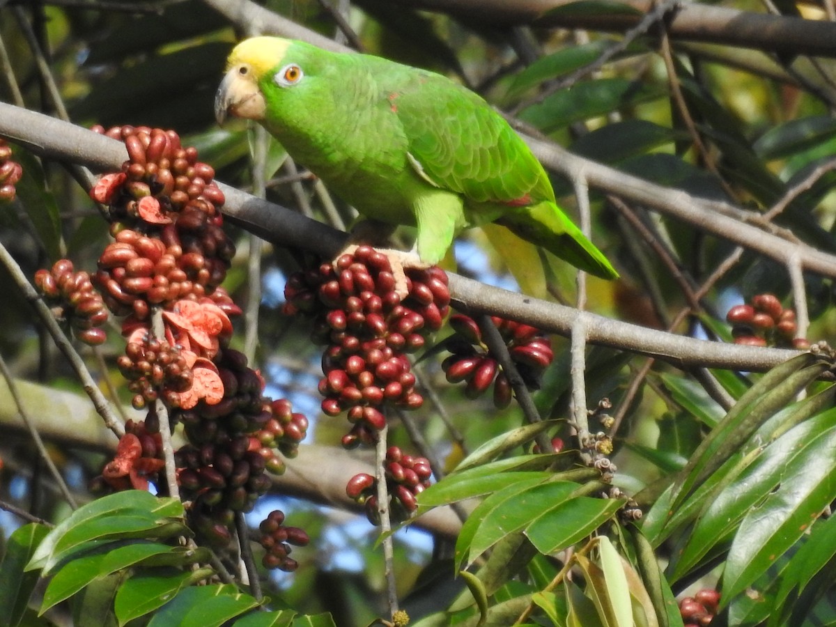 Yellow-crowned Amazon - ML627609449