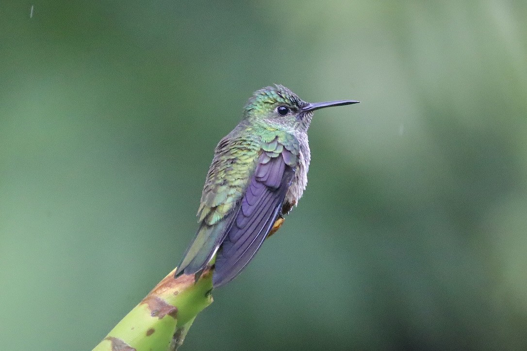 Colibri de Cuvier - ML627609459