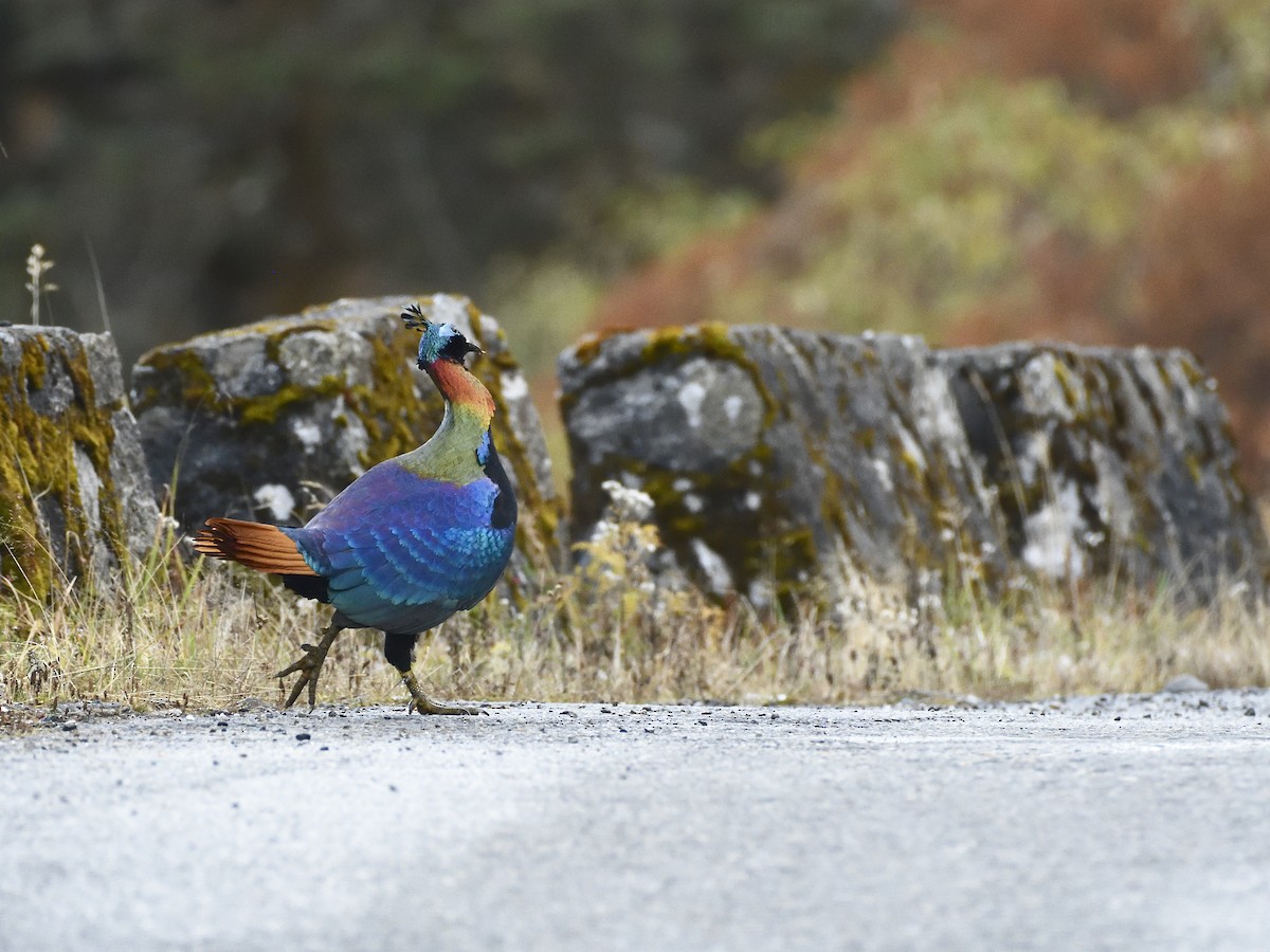 Himalayan Monal - ML627609461