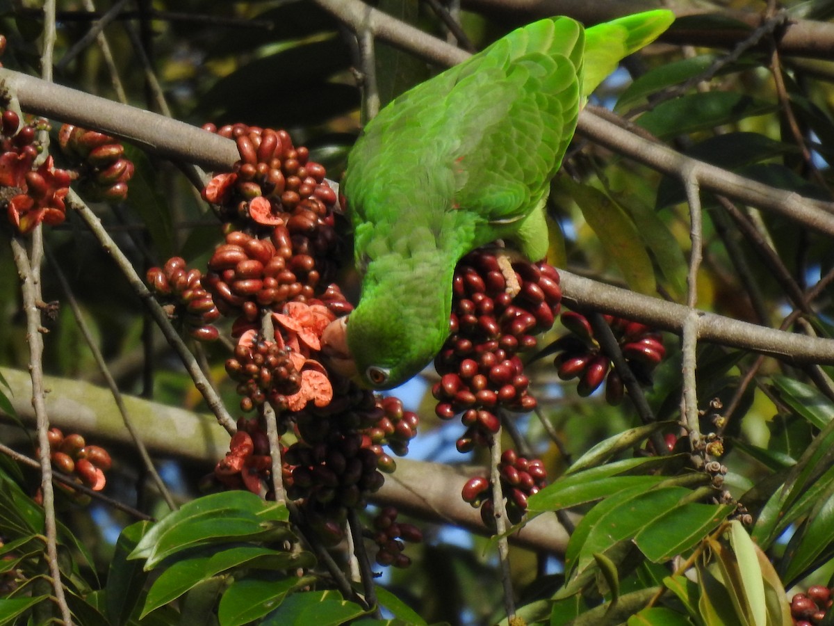 Yellow-crowned Amazon - ML627609463